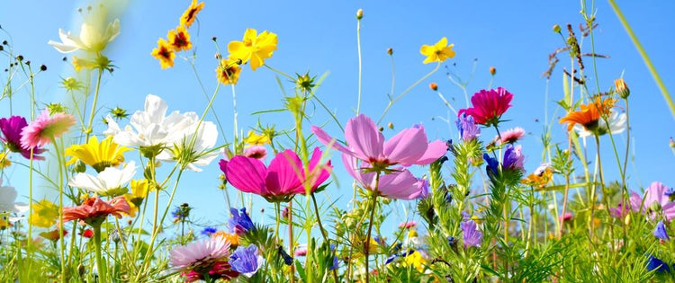 Frühling wo bist du?